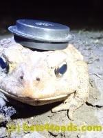 /home//u458753944/public_html/sourcegallery///////Roxborough Toad Detour/2020/2020-03-20/P3200373.JPG